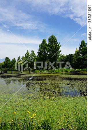 新緑の軽井沢レイクガーデン 33584894