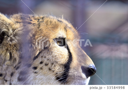 東武動物公園　トラ 33584998