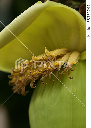 自然 植物 バショウ、苞からのぞいている雄花です。バナナは苞の色が紫色だそうです。 自然 植物 バショウ、苞からのぞいている雄花です。バナナは苞の色が紫色だそうです。 33585247
