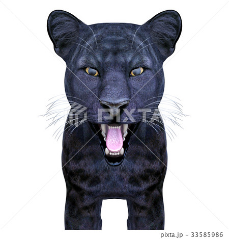 黒ヒョウ 33585986