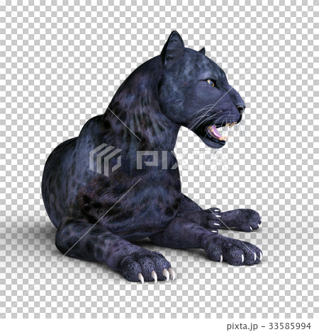Black leopard Black leopard 33585994