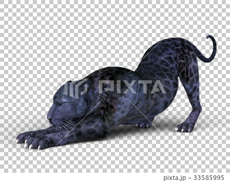 Black leopard Black leopard 33585995
