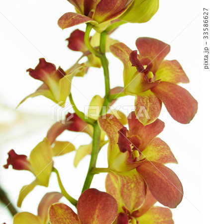 orchid orchid 33586627