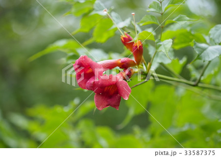 コノウゼンカズラ 33587375