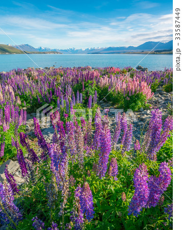 Landscape at Lake Tekapo Lupin Field, New Zealand 33587449