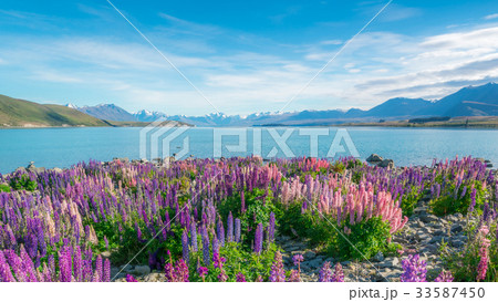 Landscape at Lake Tekapo Lupin Field, New Zealand Landscape at Lake Tekapo Lupin Field, New Zealand 33587450