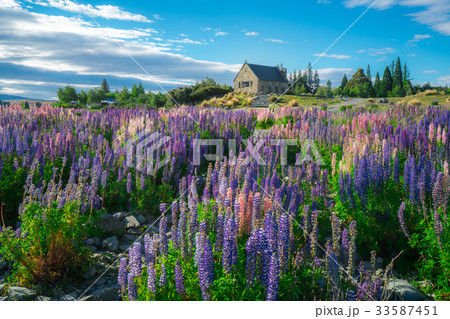 Church of the Good Shepherd and Lupine Field 33587451