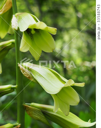 オオウバユリ 33588743