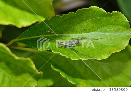 カンタン　札幌市 33589309