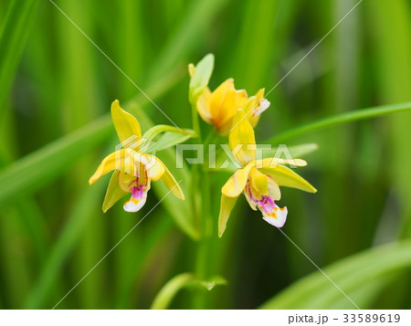 カキラン 33589619