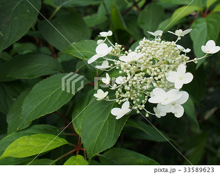 ノリウツギ 33589623