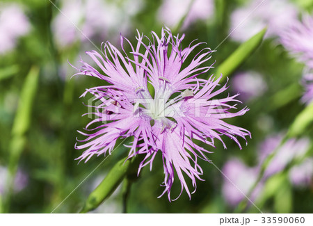 カワラナデシコの花 33590060