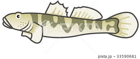 ヨシノボリ イラスト 33590681