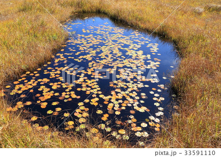 秋の尾瀬 上田代付近の池塘 33591110