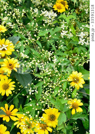 ボタンヅルの白い花に黄色の花 33591318