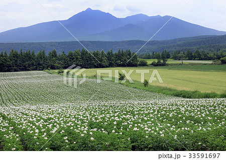 ジャガイモ畑03 33591697