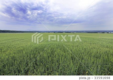広大な麦畑02 33591698