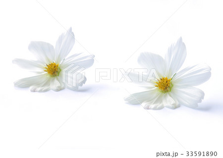 コスモス 白色 白背景 33591890