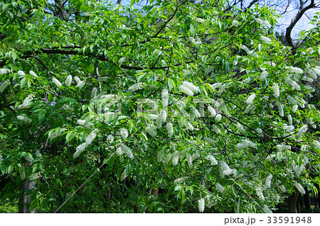 上溝桜　ウワミズザクラ　花言葉は「心の美」 33591948
