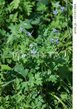 芹葉飛燕草　セリバヒエンソウ　花言葉は「華やかな雰囲気」 33591964