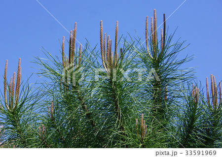 松 花言葉は 永遠の若さ の写真素材