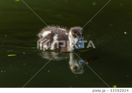 Bird Geese Chick Closeup Mirror 33592024
