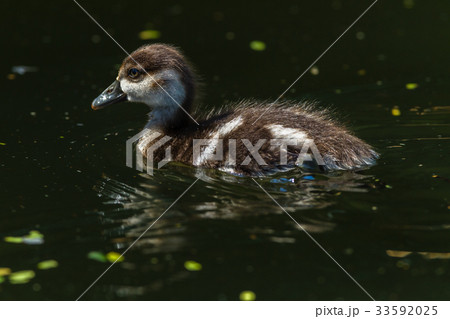 Bird Geese Chick Closeup Mirror 33592025