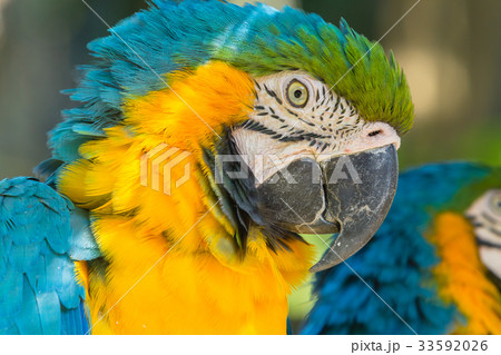 Tropical Cockatoo         Bird Parrot 33592026
