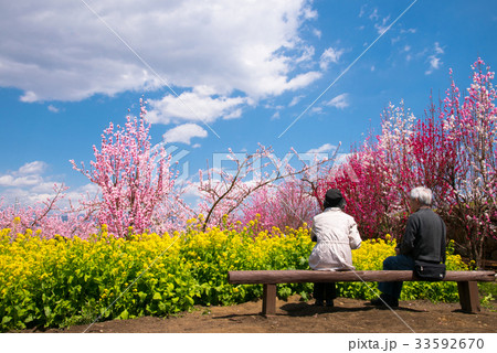 山梨県 桃源郷 桃畑と菜の花の咲く風景の写真素材