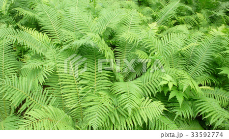 緑 緑色 植物 33592774