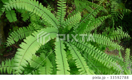 植物 葉 クローズアップ 33592788