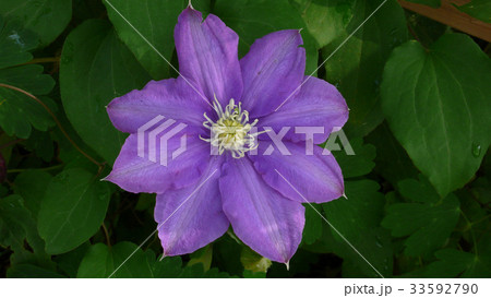 花 見よ ウアリ 33592790