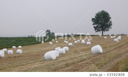 干し草 京畿道 キョンギド 33592806