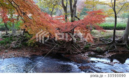 谷 カエデ ソンウンサン 33593090