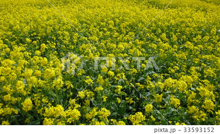 花 花畑 黄色 33593152