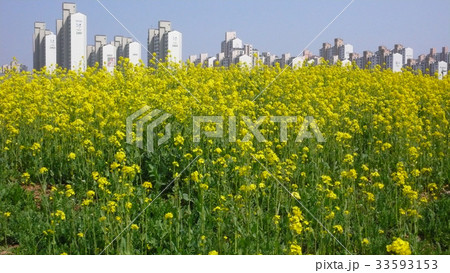 花 富川市 アパート 33593153