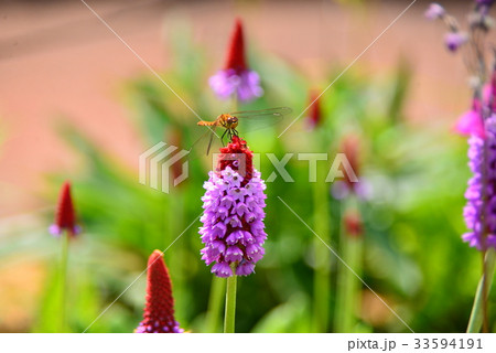 プリムラ・ヴィアリー プリムラ・ヴィアリー 33594191