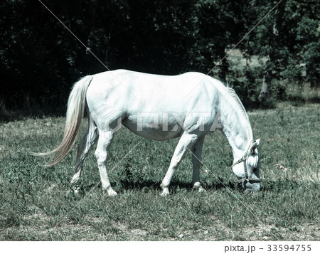 White Lipizzaner grazing 33594755