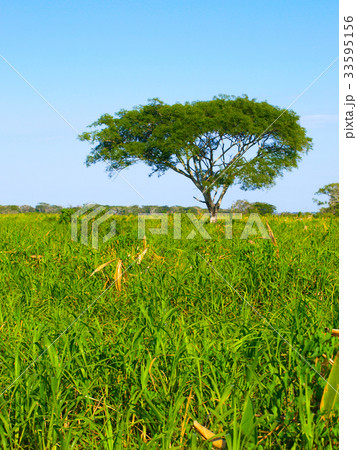 Lush vegetation of amazonian pampas Lush vegetation of amazonian pampas 33595156
