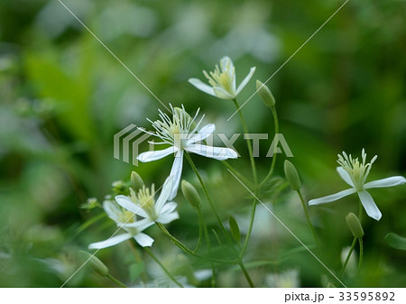 夏の野の花-センニンソウの白い花 33595892