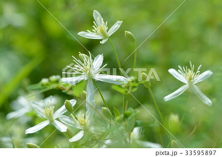夏の野の花 センニンソウの白い花の写真素材