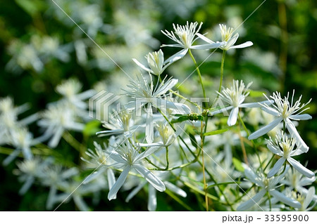 夏の野の花 センニンソウの白い花の写真素材