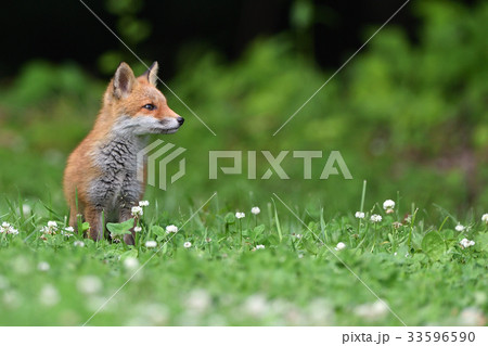 キタキツネの子供 キタキツネの子供 33596590