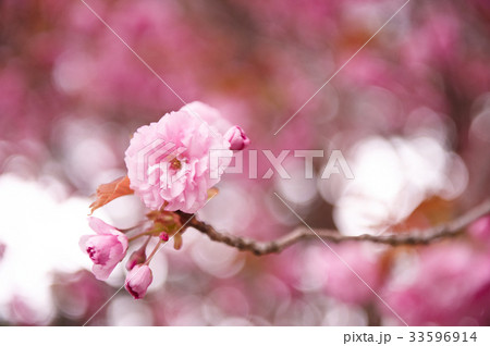ギョプボトコト 花 桜 33596914