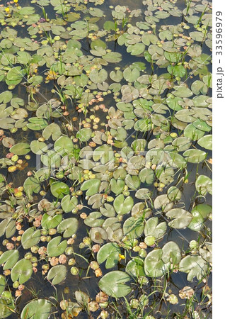 睡眠 水草 池 33596979