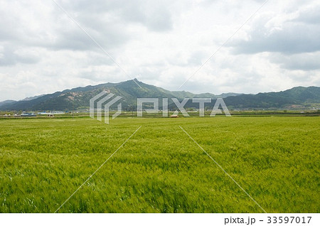 田畑 麦畑 月出山 33597017