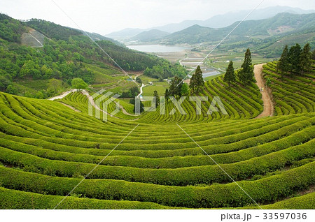 緑茶畑 田畑 宝城郡 33597036