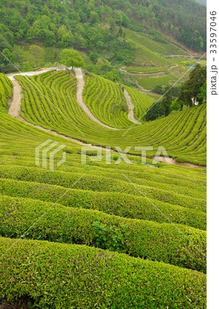 緑茶畑 田畑 宝城郡 33597046