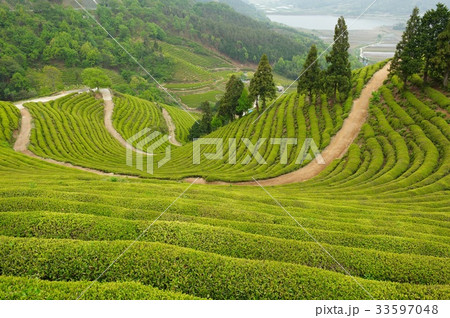 緑茶畑 田畑 宝城郡 33597048