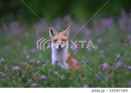 キタキツネの子供 33597164